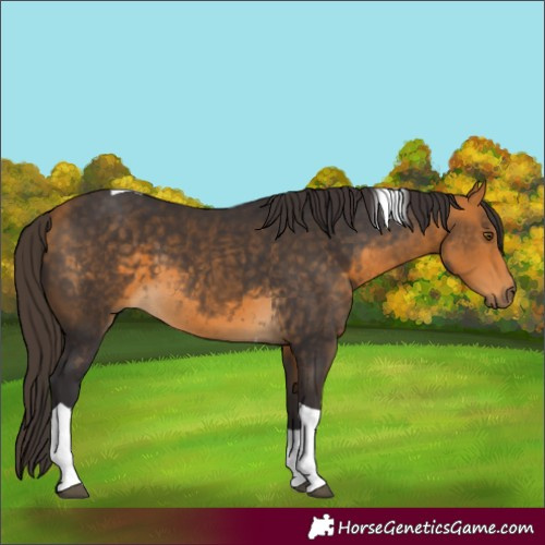 Horse Color:Buckskin Tobiano