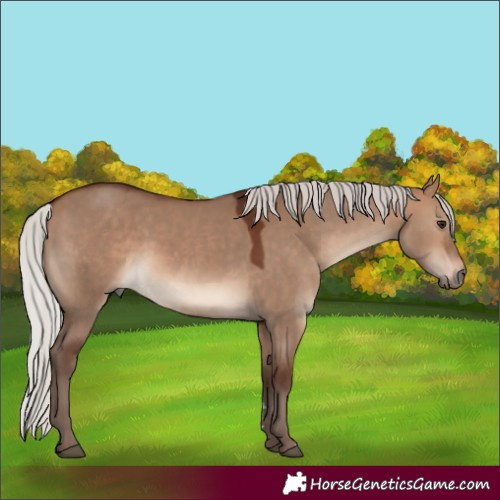 Horse Color:Silver Bay Dun 