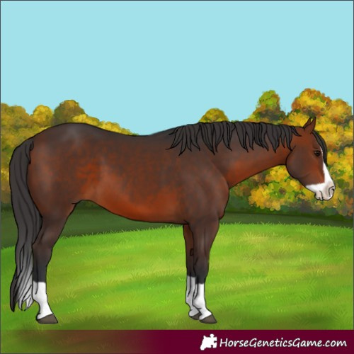Horse Color:Bay Splash 