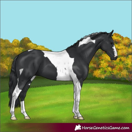 Horse Color:Black Tobiano