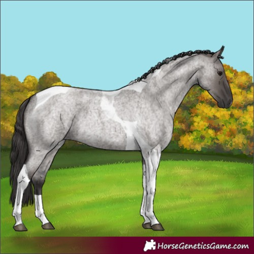 Horse Color:Smoky Grullo Roan Tobiano