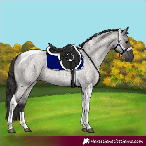 Horse Color:Smoky Grullo Roan Tobiano 