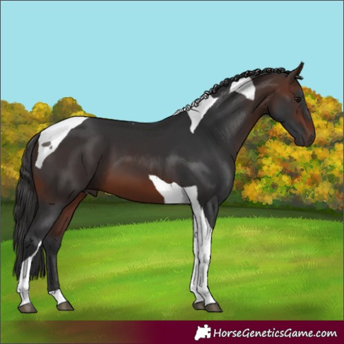 Horse Color:Unknown 
