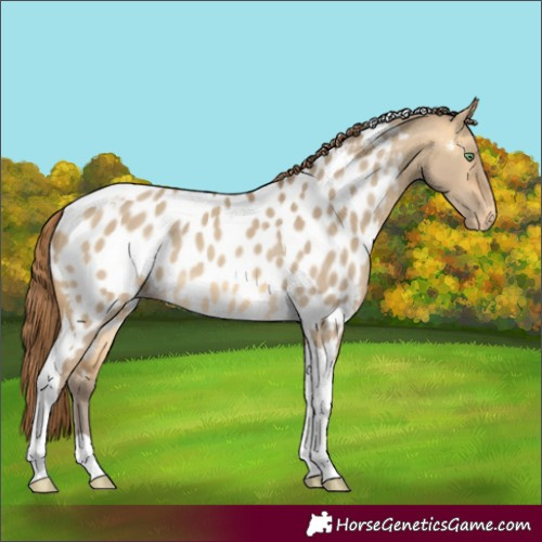 Horse Color:Sable Cream Champagne Dun Tobiano Appaloosa Rabicano 