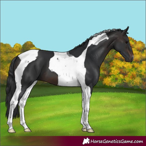 Horse Color:Brown Tobiano 
