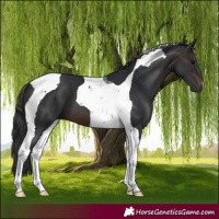 Horse Color:Brown Tobiano