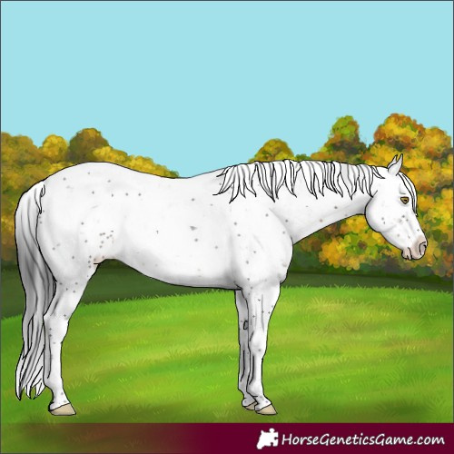 Horse Color:Brown Sabino