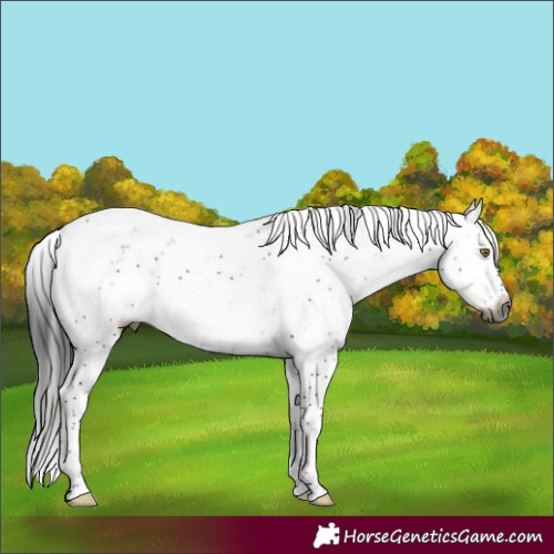 Horse Color:Gray Brown Sabino 