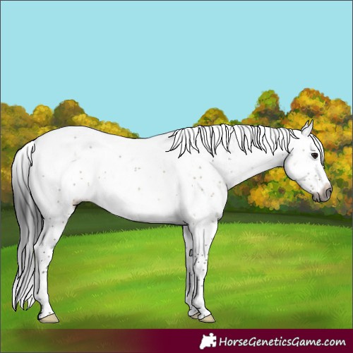Horse Color:Gray Brown Dun Sabino