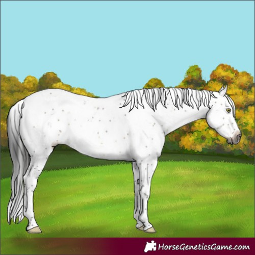 Horse Color:Gray Brown Dun Sabino 
