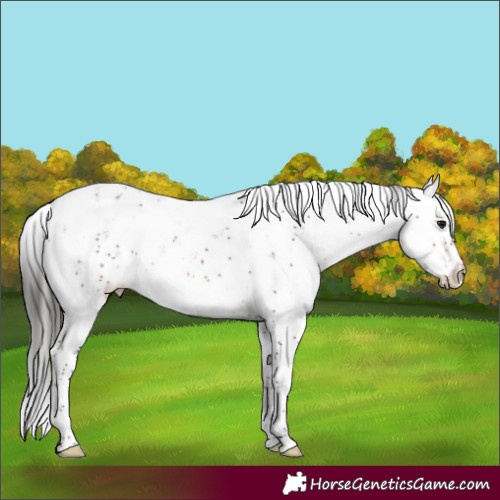 Horse Color:Brown Sabino 