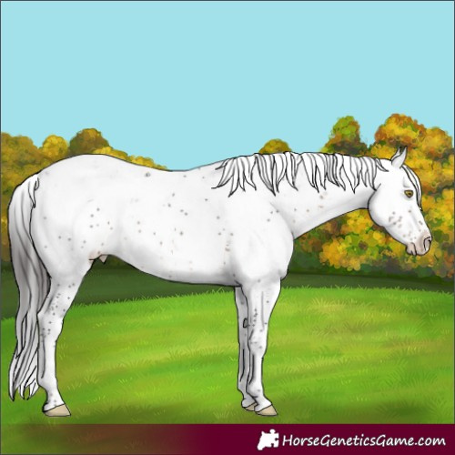 Horse Color:Brown Sabino