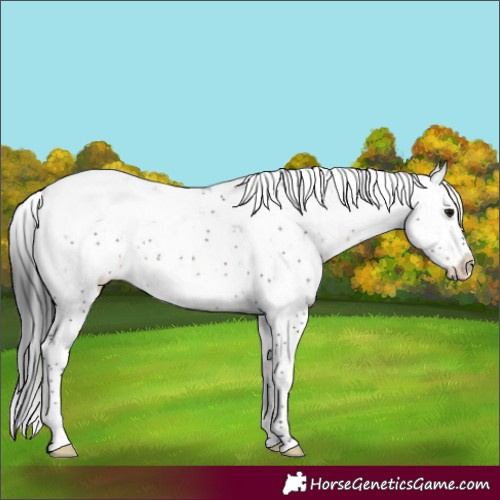 Horse Color:Brown Sabino
