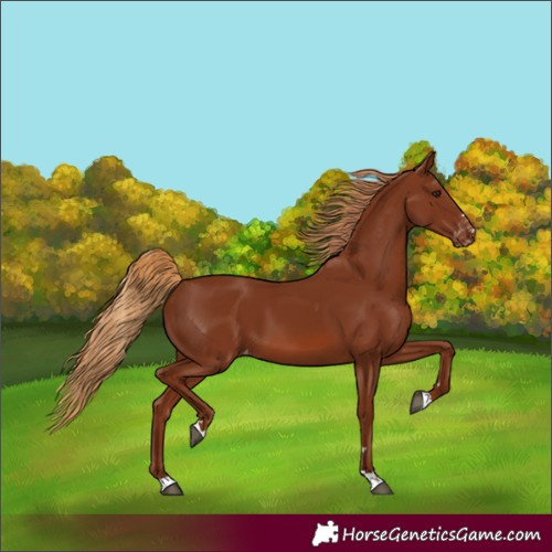 Horse Color:Unknown 