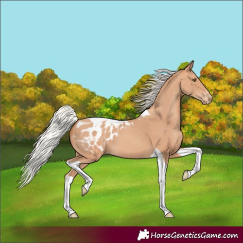 Horse Color:Silver Amber Champagne Tobiano Appaloosa 