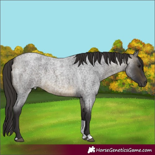 Horse Color:Buckskin Roan Tobiano Rabicano