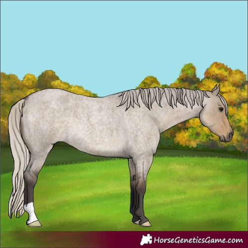 Horse Color:Silver Smoky Grullo Roan Rabicano