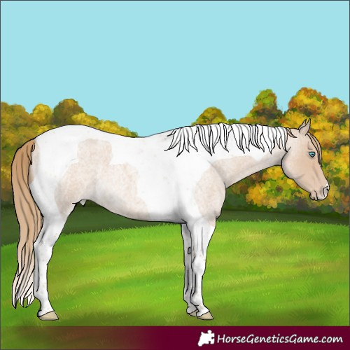 Horse Color:Smoky Creme Roan Tobiano