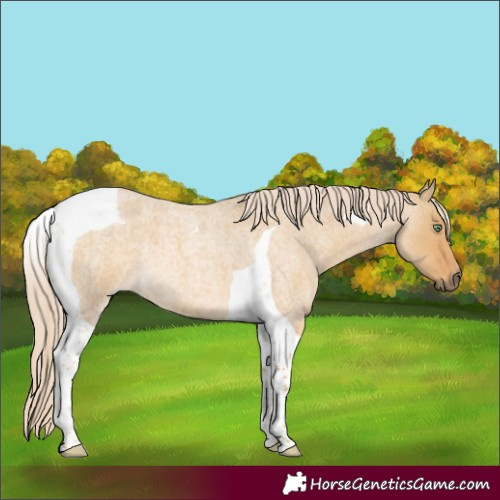 Horse Color:Palomino Roan Dun Tobiano 