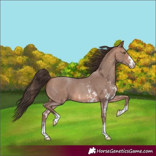 Horse Color:Sable Champagne Sabino Varnish 