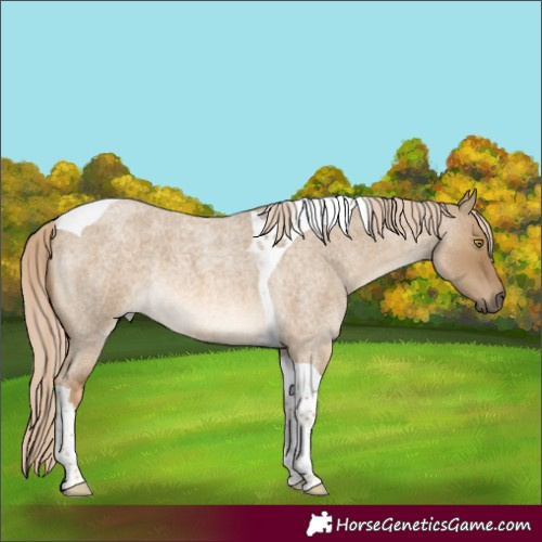 Horse Color:Chocolate Palomino Roan Dun Tobiano 