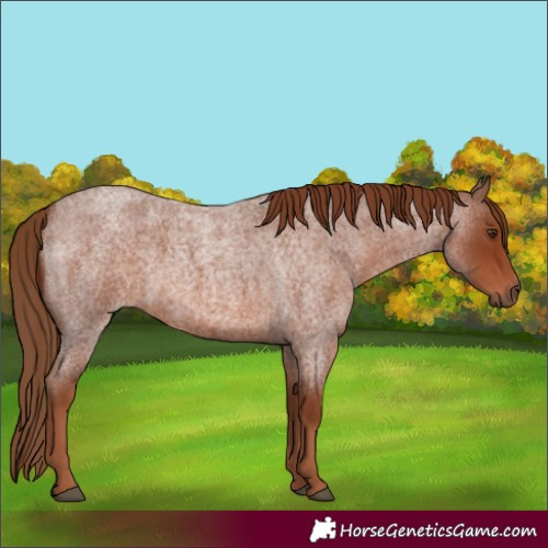Horse Color:Red Roan