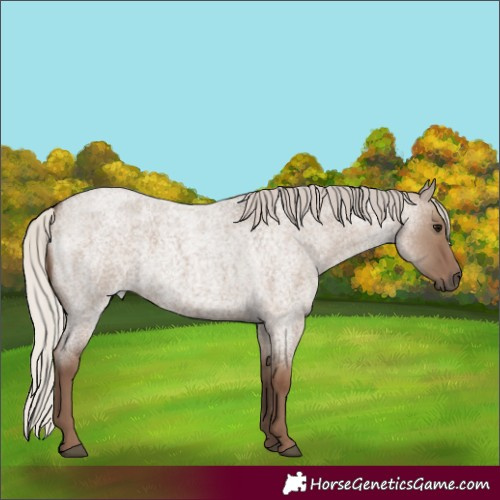 Horse Color:Silver Grullo Roan