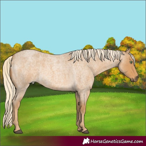 Horse Color:Palomino Roan 