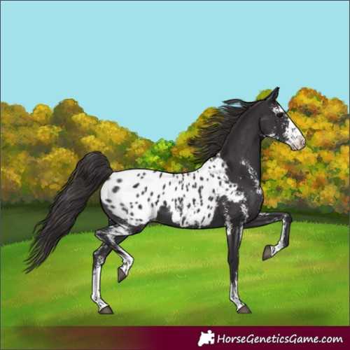 Horse Color:Smoky Black Sabino Blanket 