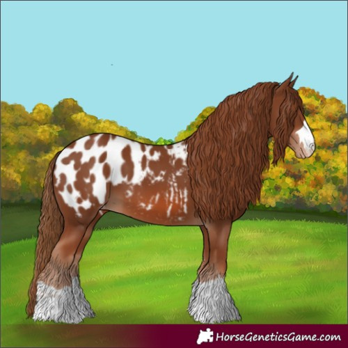 Horse Color:Chestnut Appaloosa 