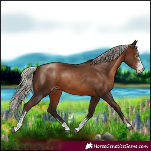 Horse Color:Gray Silver Brown Pearl Sabino 