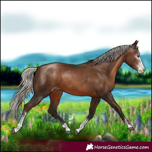 Horse Color:Gray Silver Brown Pearl Sabino