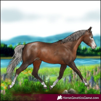 Horse Color:Gray Silver Brown Pearl Sabino 