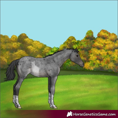 Horse Color:Blue Roan Tobiano 