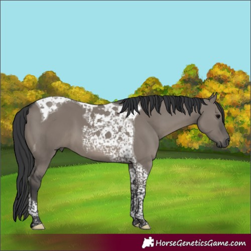 Horse Color:Grullo Tobiano