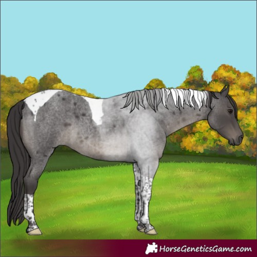 Horse Color:Smoky Blue Roan Tobiano