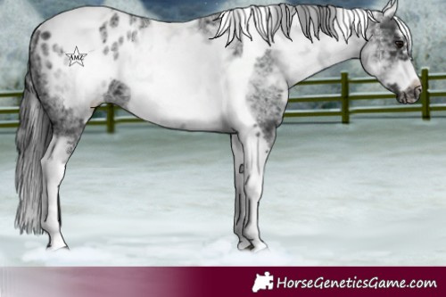 Horse Color:White Spotted Black Splash Tobiano Frame Blanket 