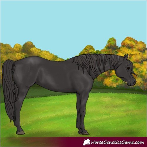 Horse Color:Smoky Black and Smoky Black