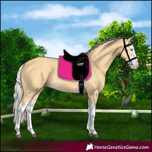 Horse Color:Palomino Splash 