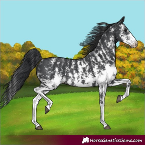 Horse Color:Unknown 