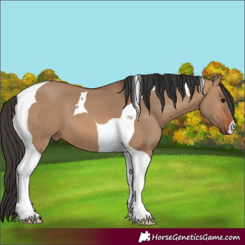 Horse Color:Bay Dun Tobiano