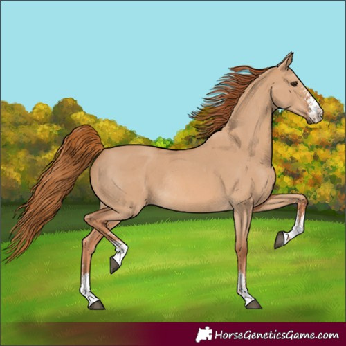 Horse Color:Red Dun Sabino Rabicano