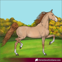 Horse Color:Red Dun Sabino Rabicano 