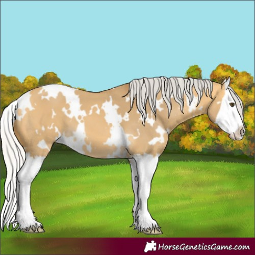 Horse Color:White Spotted Silver Buckskin Dun Splash 