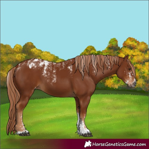 Horse Color:Powder White Gray Chestnut Appaloosa