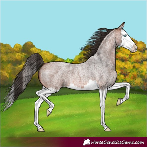 Horse Color:Unknown