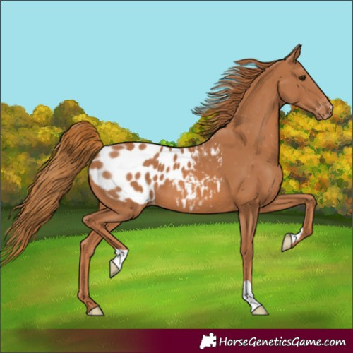 Horse Color:Chestnut Blanket