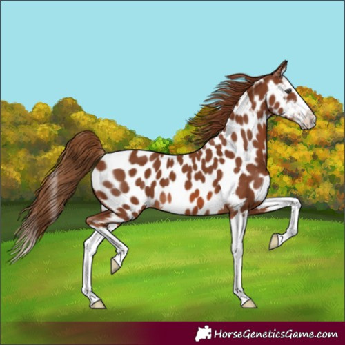 Horse Color:Chestnut Splash Near Leopard