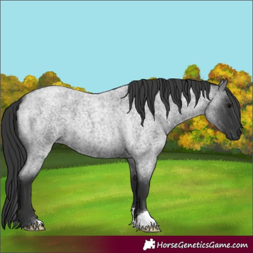 Horse Color:Blue Roan 