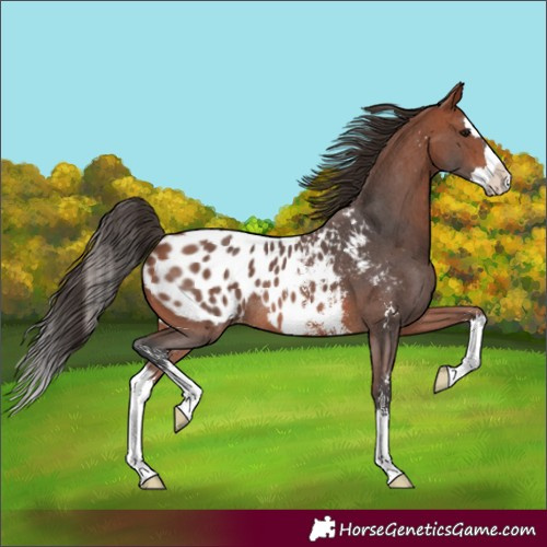 Horse Color:Bay Sabino Splash Blanket Rabicano
